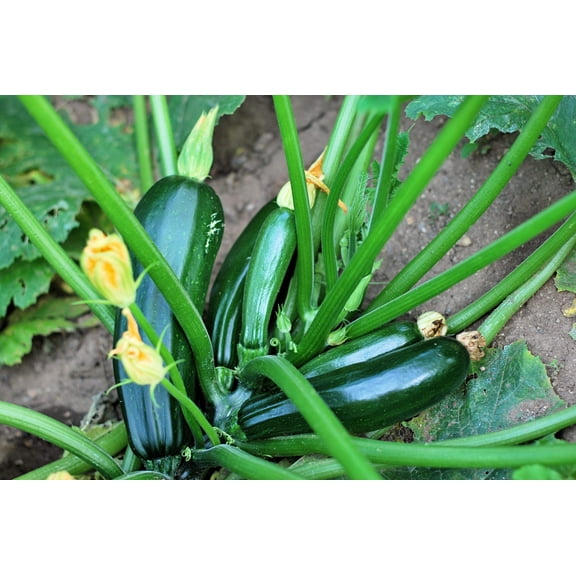 50 Seeds BLACK BEAUTY ZUCCHINI Summer Squash Cucurbita Pepo Vegetable Seeds