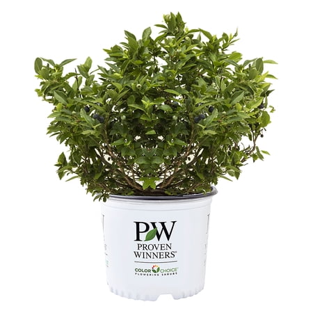 Proven Winners ColorChoice Splendid! Blue Blueberry Live Shrub (2 Gallon)