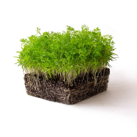 Carrot Microgreens Seeds - 1 Oz - Non-GMO Micro Greens Seeds - High Germination - Premium Seed