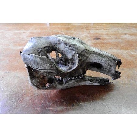 - Canvas Print Animal Skull Jaw Anatomy Teeth Skeleton Skull Stretched Canvas 10 x 14