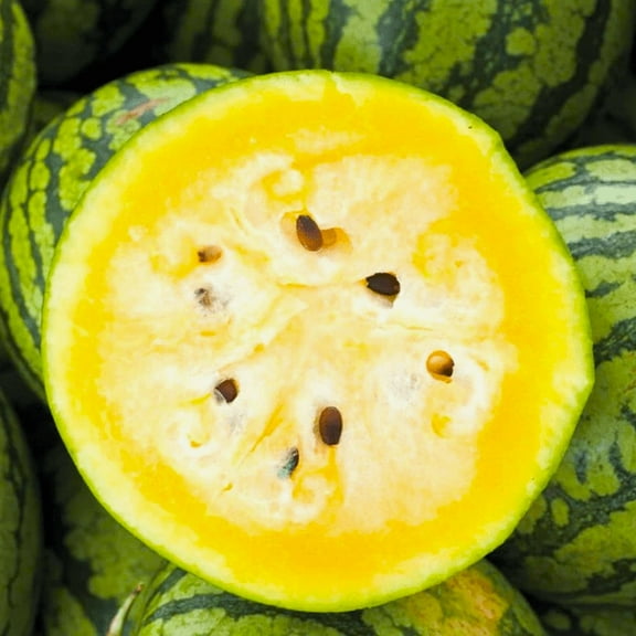TomorrowSeeds - Mountain Sweet Yellow Watermelon Seeds - 20 Count - For 2025 Planting Bright Yellow