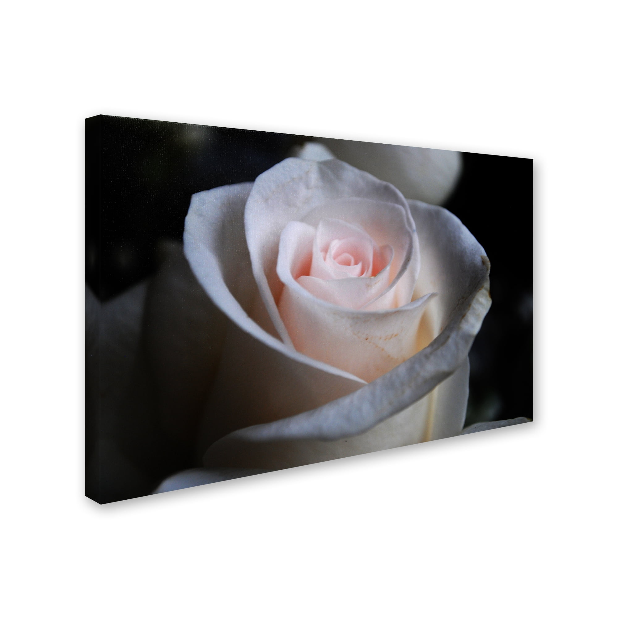 Trademark Fine Art "Loyal Star" Canvas Art by Monica Mize