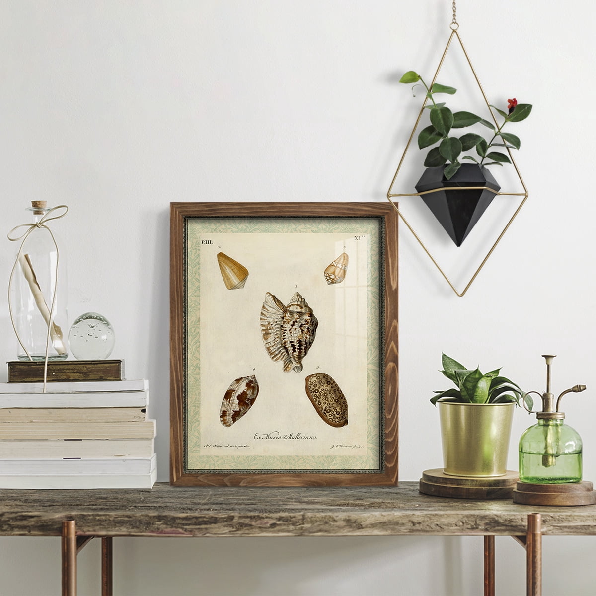 Bookplate Shells II - Framed Print w/glass - Walnut