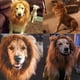 thumbnail image 5 of Peluca De Melena De León Para Perro Con Orejas Ajustables, Disfraz Para Mascotas Para Jugar a Disfrazarse., 5 of 6