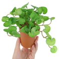 thumbnail image 4 of 15cm Artificial Plants Leaves Fake Grass Bouquet Green Plants Leafs Tropical Tree Leaves Lucky Grass Foliage for Home Bonsai, 4 of 9