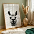 thumbnail image 5 of Baby Lama - Photography Llama Black and White Animal Portrait Wildlife Humor Minimalist Oak Framed Wall Art Print 20 x 30 inches, 5 of 59