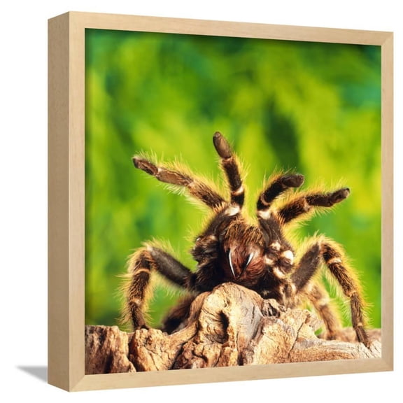 Tarantula, BirdEating Spider, Framed Art Print Wall Art by Andy Teare Sold by Art.Com