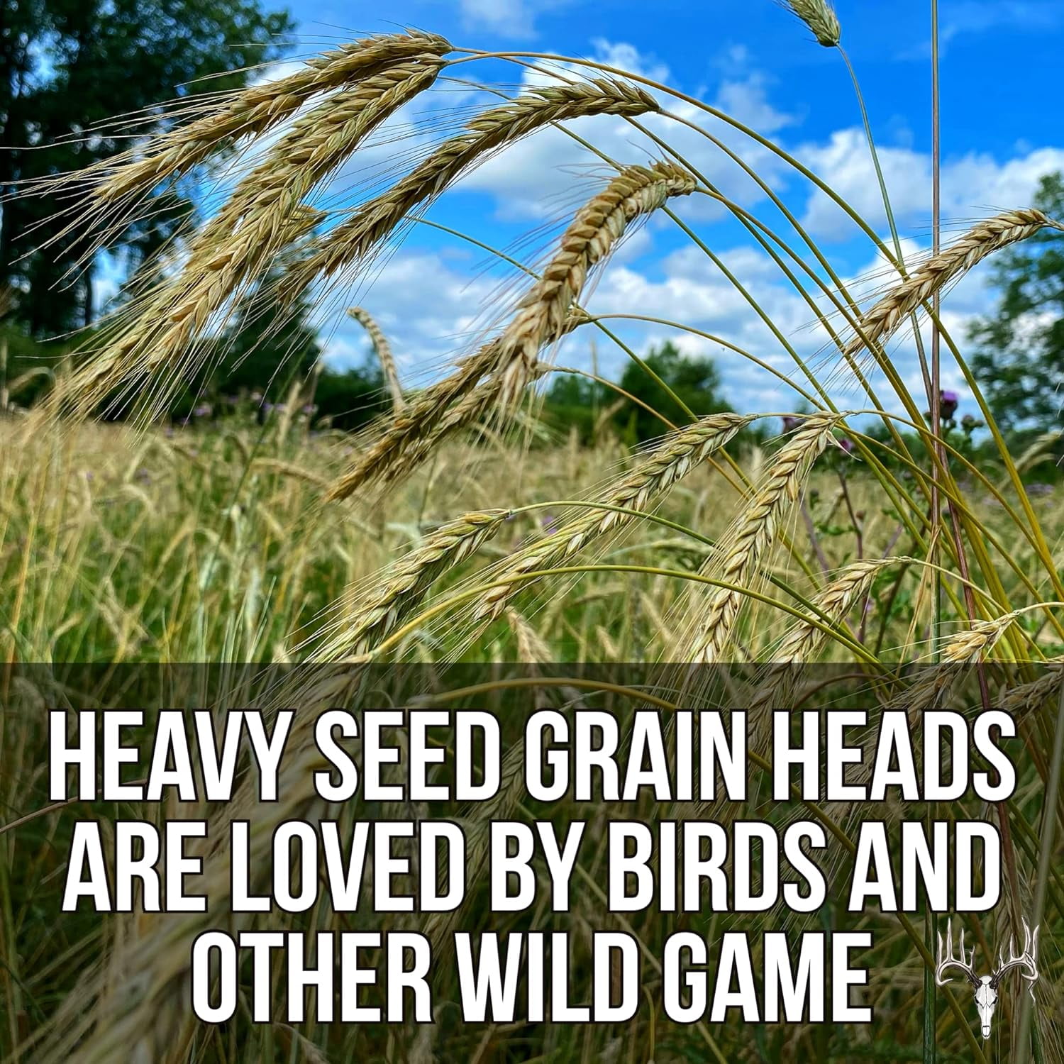 Crooked Bend Last Resort Blend, 25 LB Bulk Winter Food Plot Seed for Deer, Cereal Grain Rye, Wheat, Barley, Triticale & Oat Seeds Grow Whitetail & Turkey Attractants & Cold Hardy Hunting Plots