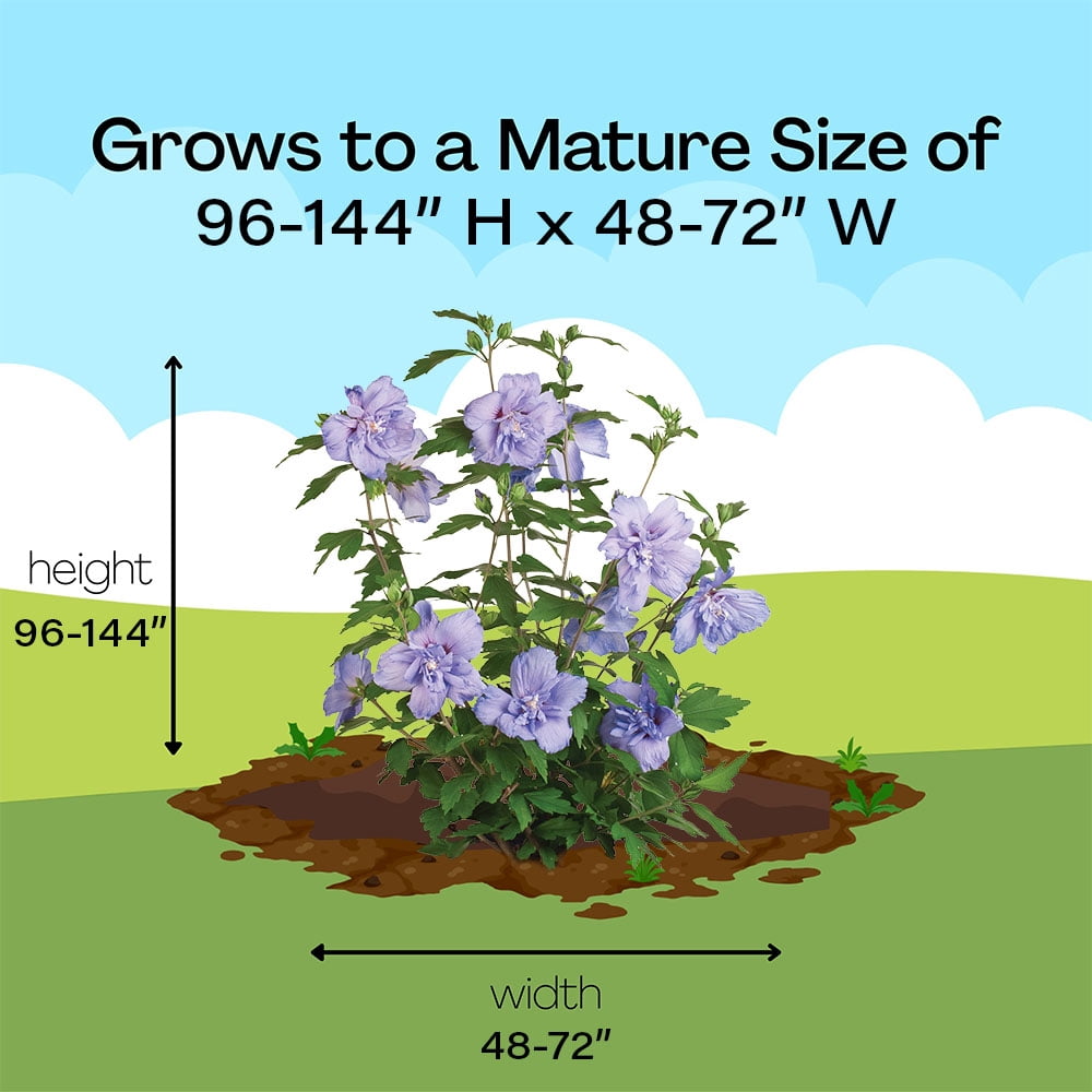 Proven Winners ColorChoice Blue Chiffon Hibiscus Live Shrub (2 Gallon)