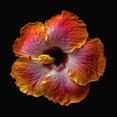 thumbnail image 3 of Reynolds, Richard 15x15 Black Modern Framed Museum Art Print Titled - Hibiscus Exotica, 3 of 5