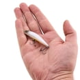 thumbnail image 2 of Berkley Finisher, 2 in, Glide Baits, French Pearl (1 Count), 2 of 9