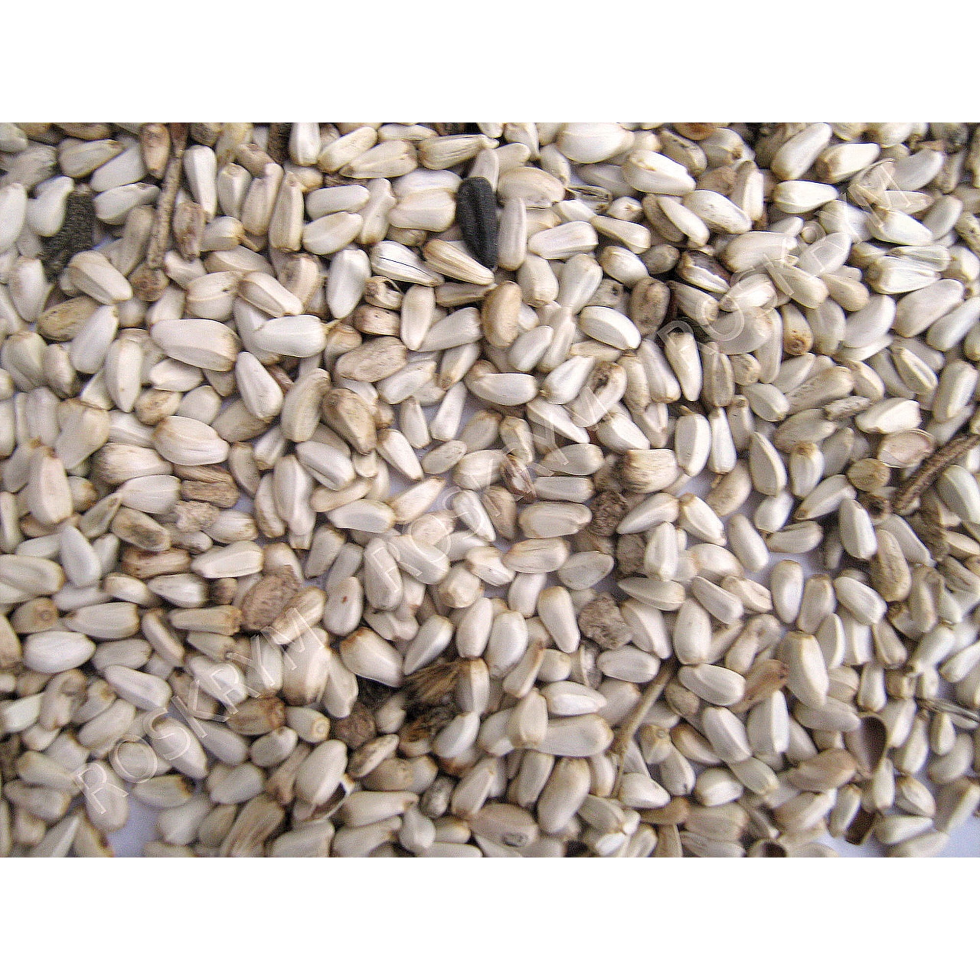 Safflower Seed