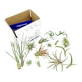 thumbnail image 2 of ragnaroc 1-3" Mixed Tillandsia Live Air Plants in Recyclable Tube (15 Count), 2 of 9