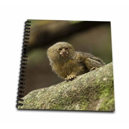 3dRose Pygmy Marmoset wildlife, Cocaya River, Amazon Ecuador - SA07 POX2033 - Pete Oxford - Mini Notepad, 4 by (Best Amazon Tours In Ecuador)
