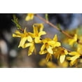 thumbnail image 4 of Forsythia, pot de 7,5 L (2 gal), arbuste, 4 of 6