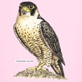 thumbnail image 3 of CafePress - Peregrine Falcon Bird Kids Light T Shirt - Light Classic Kids Graphic, Short Sleeve T-Shirt, Sizes XS-XL, 3 of 5