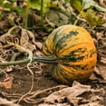 thumbnail image 6 of Terrasoul Superfoods Organic Heirloom Pumpkin Seeds, 1.5 Lbs - Sourced from Europe, Keto, Raw, Unsalted, 6 of 8