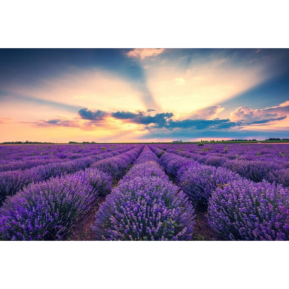 500 True ENGLISH LAVENDER VERA Lavandula Angustifolia Vera Herb Purple Flower Seeds