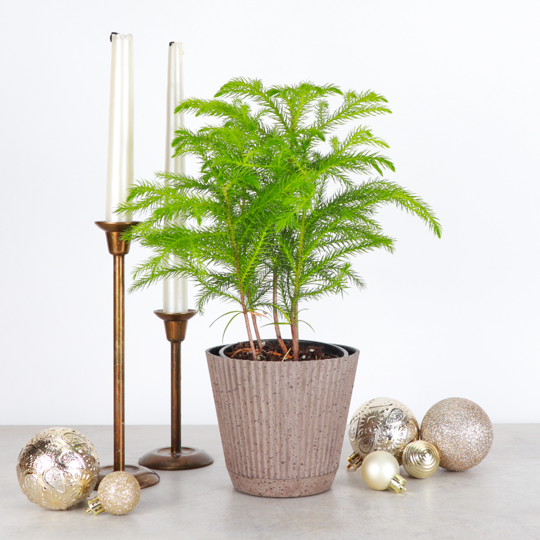 Live Norfolk Pine Plant - Air Purifying - 4" Decorative Pot Cover - Thorsen's Greenhouse
