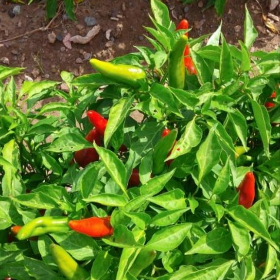 PAPAW'S GARDEN SUPPLY LLC. HELPING THE NEXT GENERATION GROW! Hatch Valley Grown MiraSol Pueblo Hot Pepper 20 Seeds