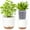 White, variant on QCQHDU 7.2 Inch Self Watering Planters for Indoor Plants with Bottom Watering,2Pack Flower Plant Pots for Outdoor with Drainage, Durable Plastic planters Pots(Green)