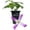 1 Plant, variant on Clematis Triternata Rubromarginata - Live Starter Plant in a 2 Inch Growers Pot - Starter Plants Ready for The Garden - Rare Clematis for Collectors