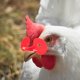 thumbnail image 4 of 100 piezas Peepers de pollo Calavas de aves, 4 of 5