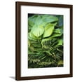 thumbnail image 1 of Betel Leaves Spice Plant from IndiaAsia, Botanical Framed Art Print Wall Art Sold by Art.Com, 1 of 5