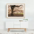 thumbnail image 2 of Cherry Blossoms, Central Park 02 - Manhattan New York Photography Nature Floral Scenic Botanical Landscape Oak Framed Wall Art Print 16 x 20 inches, 2 of 3