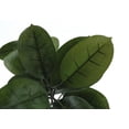 thumbnail image 4 of Artificial Plant - 52" Tall - Indoor - Floor - Potted - Green Leaves, 4 of 9