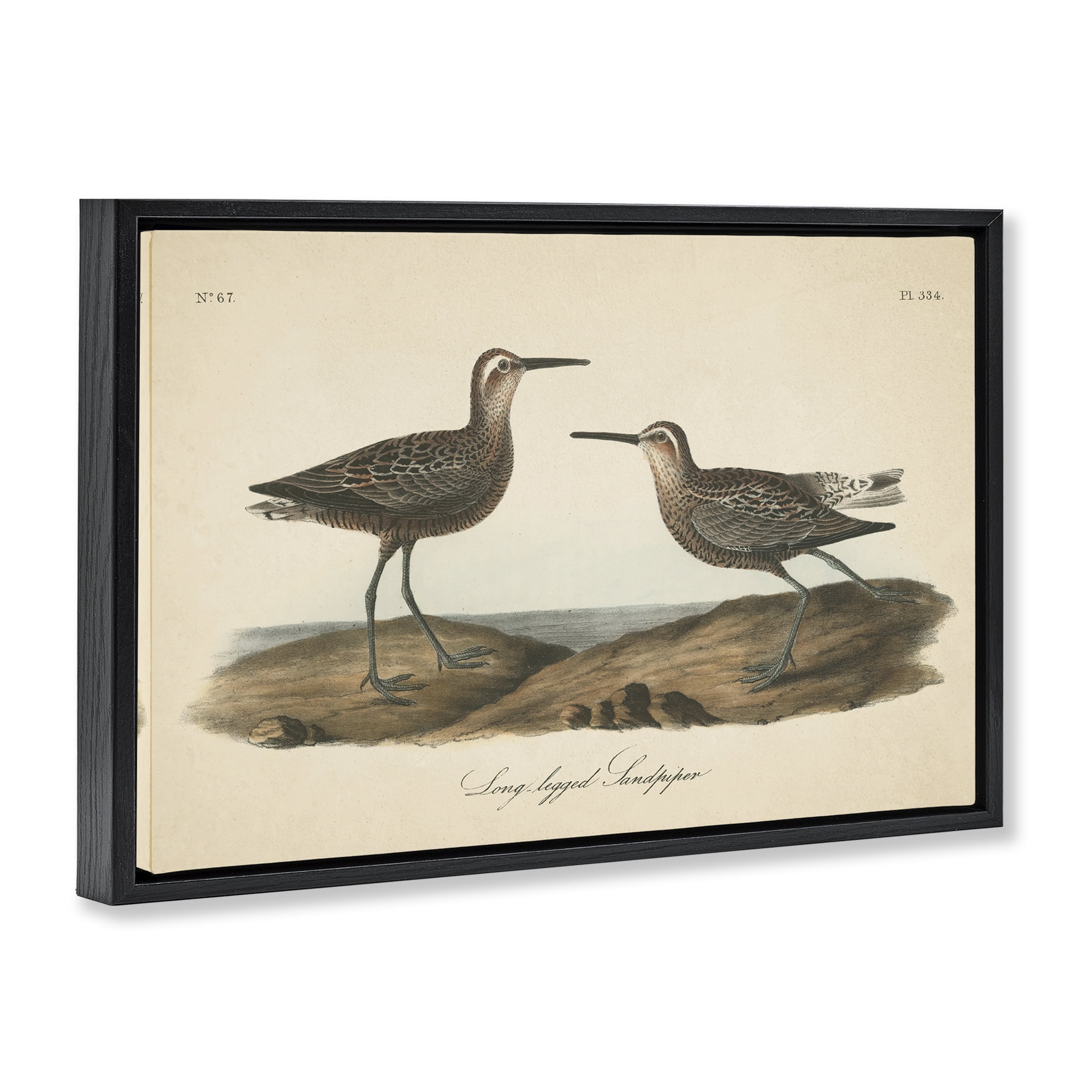 Stupell Industries Long Legged Sandpiper Animals & Insects Painting Black Floater Framed Canvas Art Print Wall Art, 31 x 21