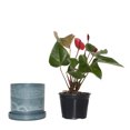 thumbnail image 4 of 7 in. Blue Stonewash Upcycled Planter with 6 in. Red Anthurrium Live Houseplant with Indirect Sun, 4 of 6