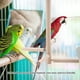 TOPINCN Perroquet Oiseaux Perches Cage Stand Jouet Bois Activité Branches Monter des Escaliers, Cage Stand Jouet, Cage Perches – image 3 sur 8