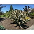 thumbnail image 4 of 2 gal. Tuxedo Weigela Live Shrub, Pure White Flowers, 4 of 10