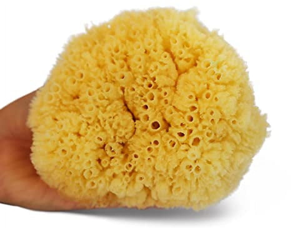 Yellow Sea Sponges Small Florida Sea Sponge Makeup Removal Art and Crafting  Soft Absorbent Gentle Relaxing 