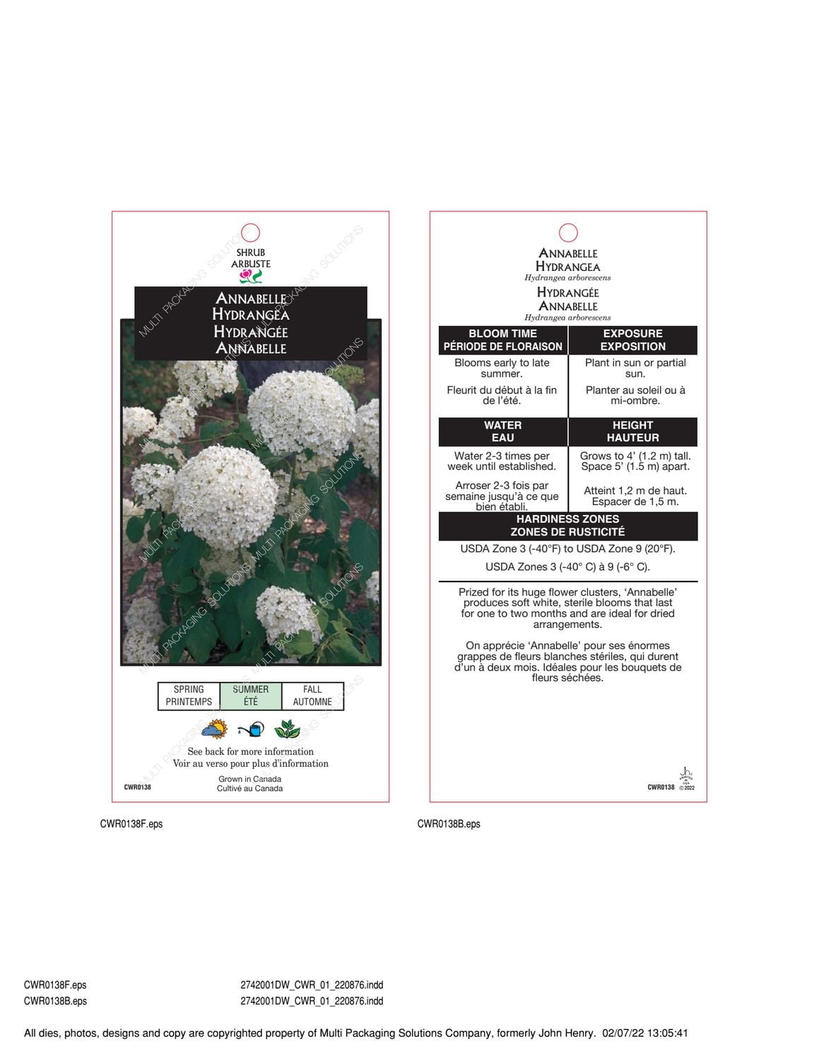 1 Gallon (3.8L) Annabelle Hydrangea Shrub 6 Pack