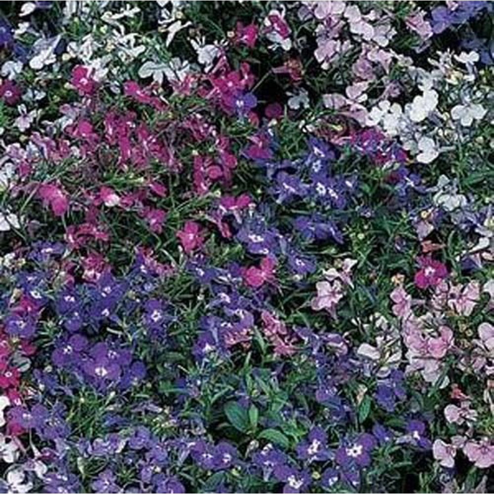 Lobelia Riviera Mixed Nice Garden Flower 1,500 Seeds