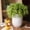 Green, variant on Faux Plant Linden Dilatatum Stem 17" Tall