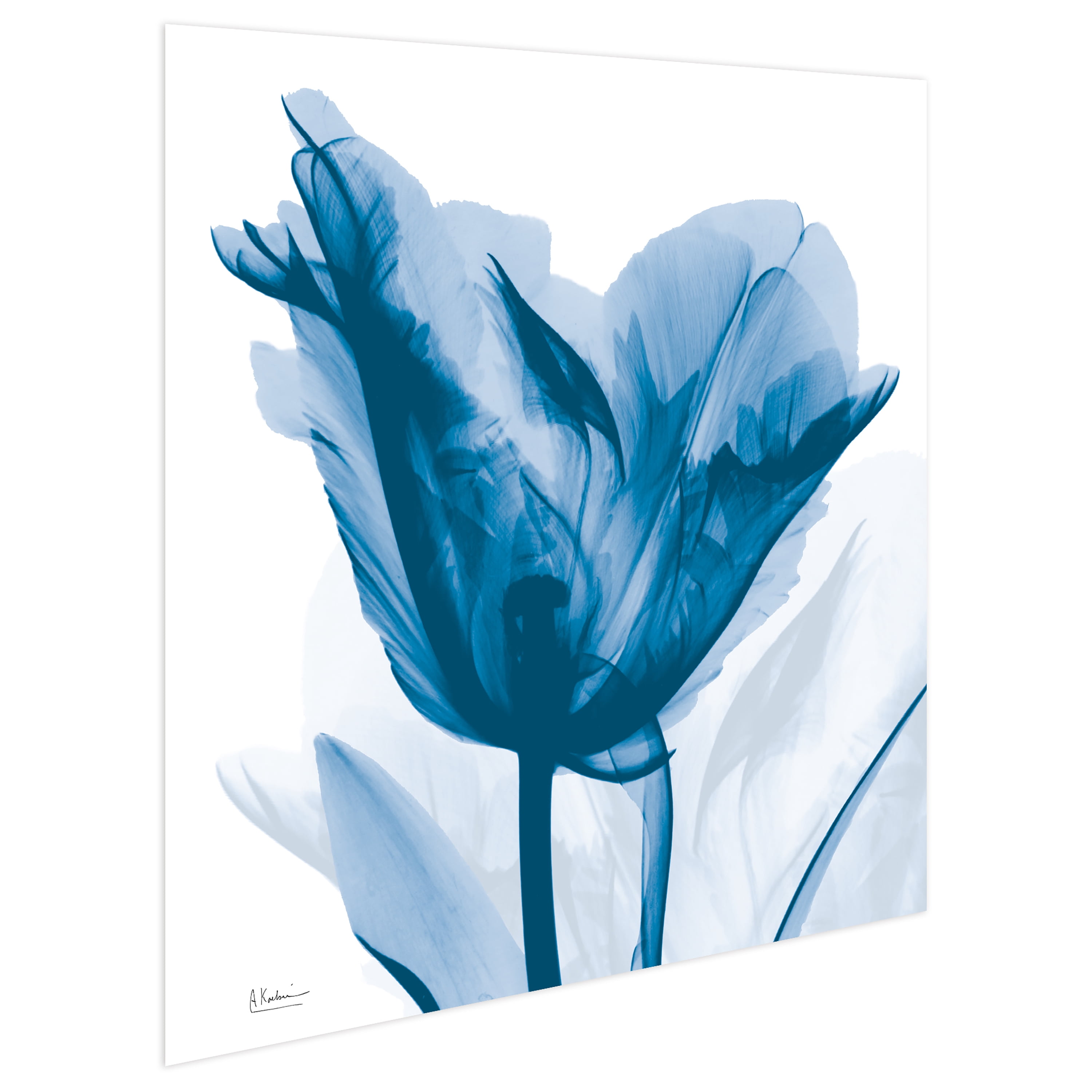 "Lusty Blue Tulip" Frameless Free Floating Reverse Printed Tempered Art Glass Wall Art, 24 in. x 24 in.