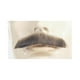 M61 Moustache Mélangée Synthétique&44; Gris Marron Moyen 38 – image 1 sur 1