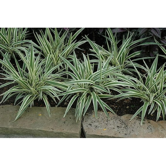 Flax Lily Dianella 3 Extra Large 3 Gallon Plants Dianella tasmanica Hardy Perennial Shade Tolerant