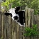 thumbnail image 3 of iron Cow Yard Art Cute Peeking Cattle Yard Decor, 3 of 5
