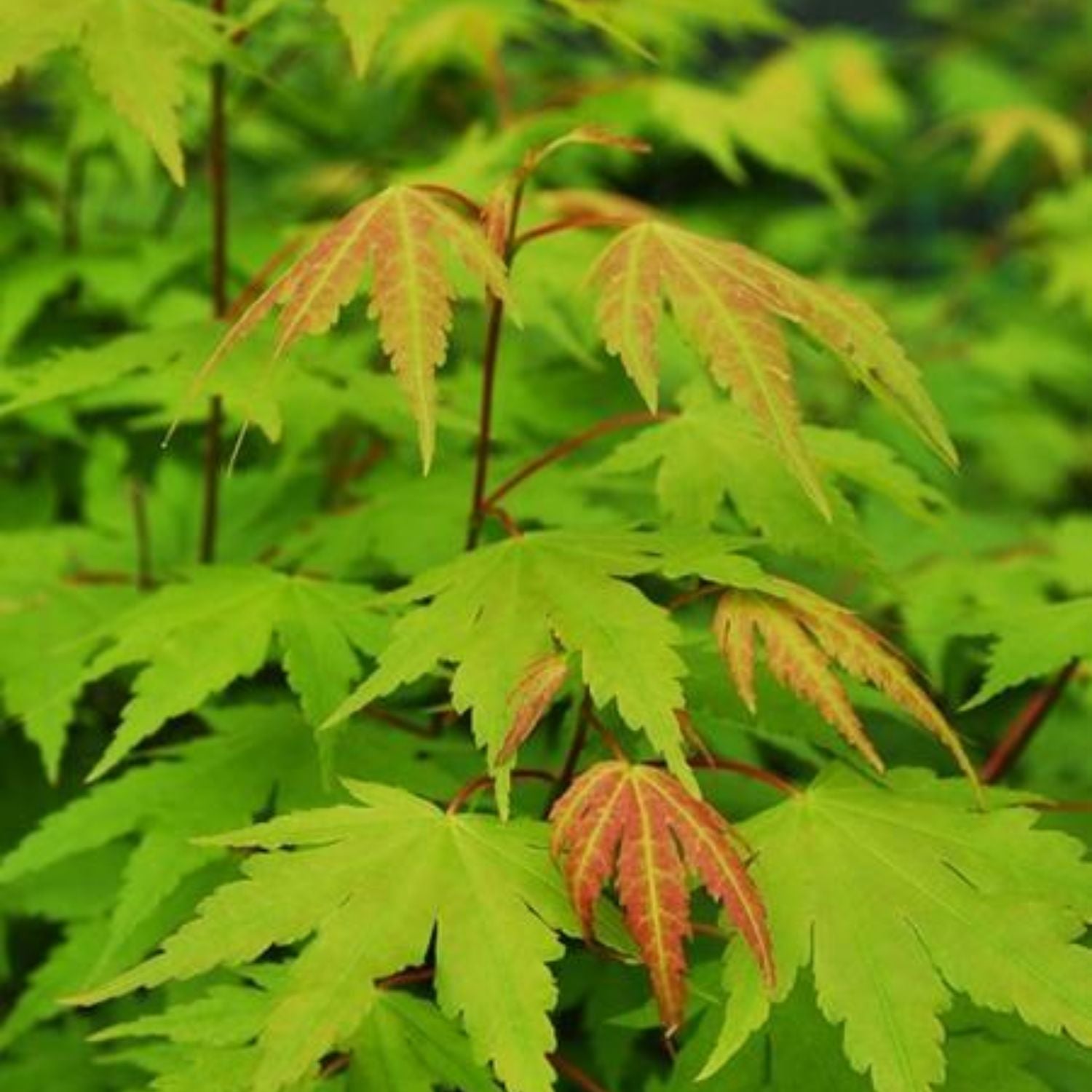 Expert Gardener 3-4 ft tall Green Japanese Maple Tree in 7 gal. Grower Pot