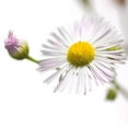 thumbnail image 3 of Durnberger, Sonja 15x15 Black Modern Framed Museum Art Print Titled - Erigeron annuus, 3 of 5