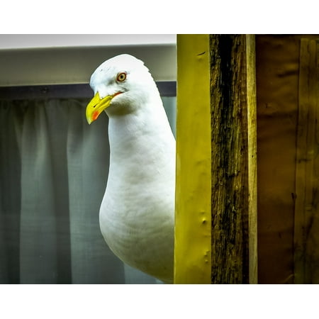 Canvas Print Looking Nature Gull Eye Bird One Beak Natural Stretched Canvas 10 x
