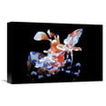 thumbnail image 1 of Global Gallery Barathieu Gabriel 'Harlequin Shrimp' Canvas Wall Art, 1 of 4