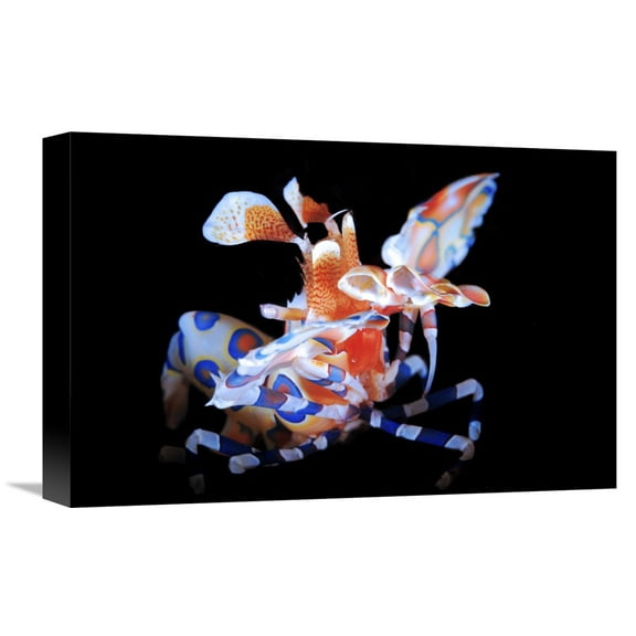 Global Gallery Barathieu Gabriel 'Harlequin Shrimp' Canvas Wall Art