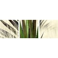 thumbnail image 2 of Great BIG Canvas Douglas Taylor Premium Thick-Wrap Canvas entitled Agave I, 2 of 2