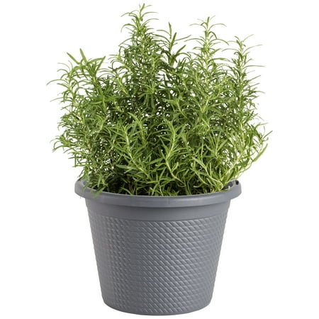 Bonnie Plants Rosemary, Plant in Containers, Easy-To-Grow, 8 in.