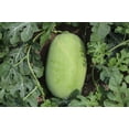 thumbnail image 2 of TomorrowSeeds - Charleston Grey Watermelon Seeds - 20+ Count - For 2025 Planting Strawberry Pink, 2 of 9